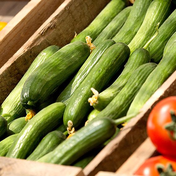 Cucumber Seeds - Mini Muncher F1