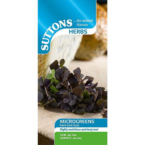 Sprouting 'Basil Dark Opal' - Seeds