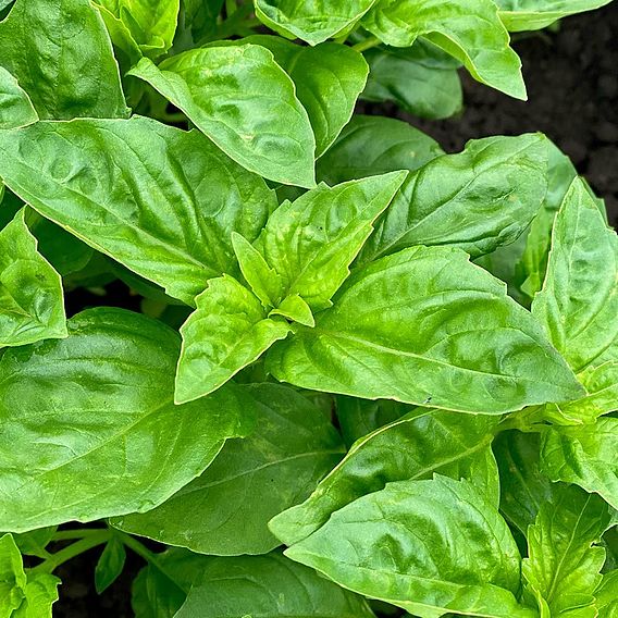 Basil 'Devotion' - Seeds