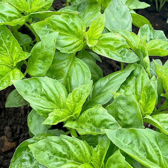 Basil 'Devotion' - Seeds