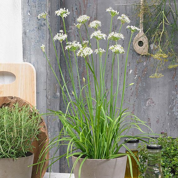 Garlic Chives - Herb Seeds