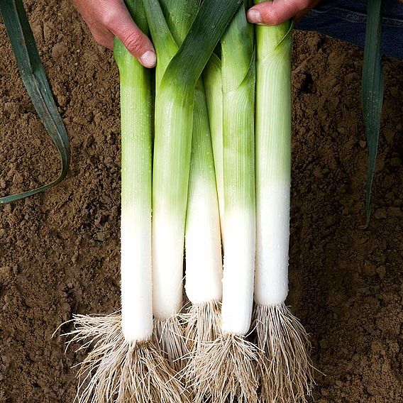 Leek 'Lancelot ' - Seeds