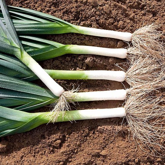 Leek 'Lancelot ' - Seeds
