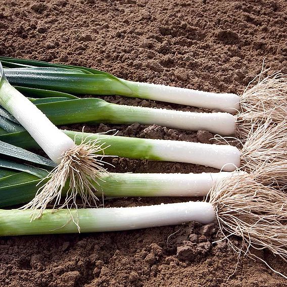 Leek 'Lancelot ' - Seeds