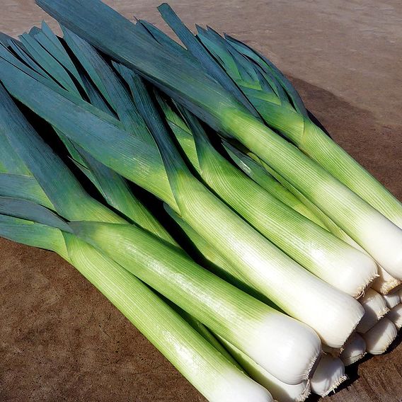 Leek 'Lancelot ' - Seeds