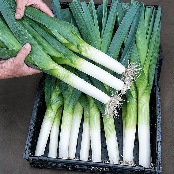 Leek 'Lancelot ' - Seeds