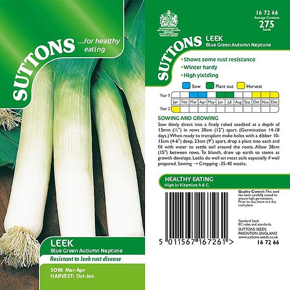 Leek 'Blue Green Autumn Neptune' - Seeds