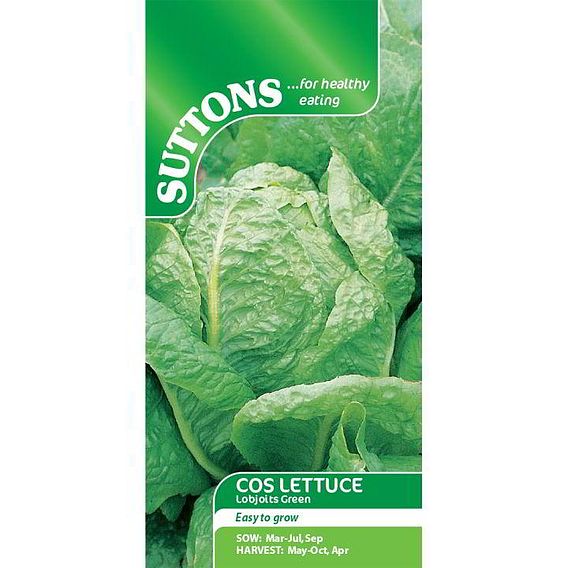 Lettuce 'Lobjoits Green' - Seeds
