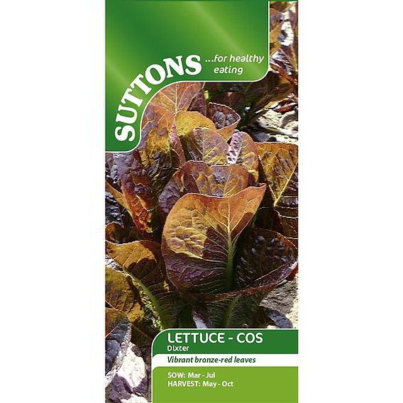 Lettuce 'Dixter' - Seeds