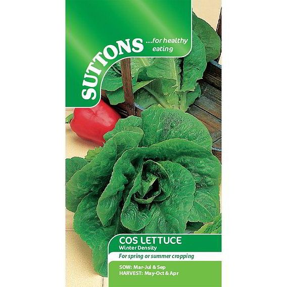 Lettuce 'Winter Density' - Seeds