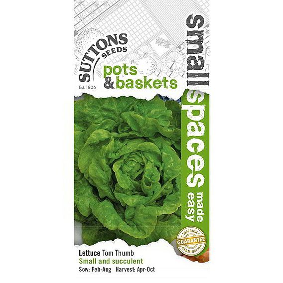 Lettuce Seeds - Tom Thumb