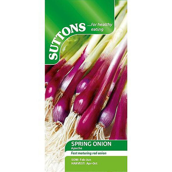 Onion (Salad) 'Apache' - Seeds