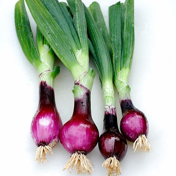Onion (spring) 'Lilia' - Seeds