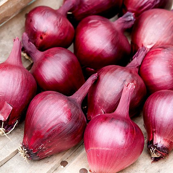 Onion (spring) 'Lilia' - Seeds