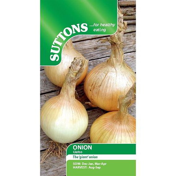 Onion Seeds - Globo