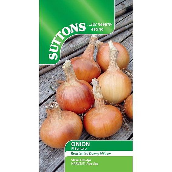 Onion Seeds - F1 Santero