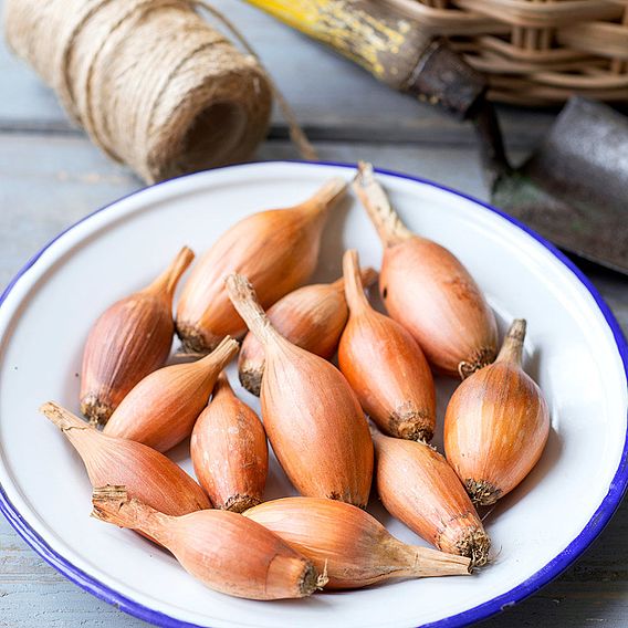 Onion 'Elista' - Seeds