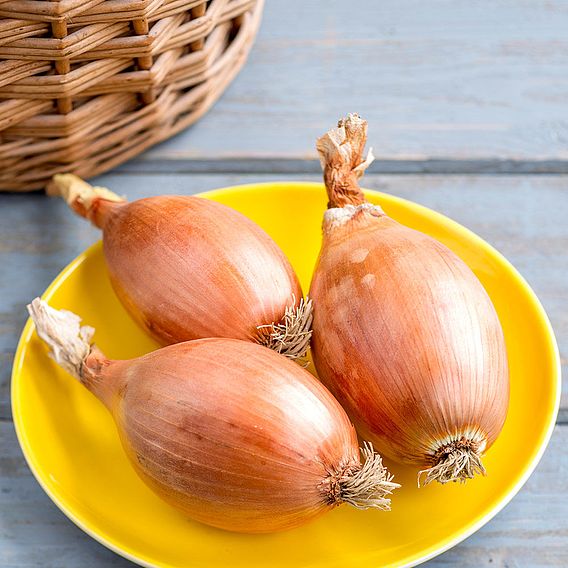 Onion 'Elista' - Seeds