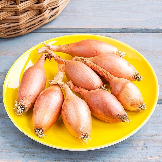Onion 'Elista' - Seeds