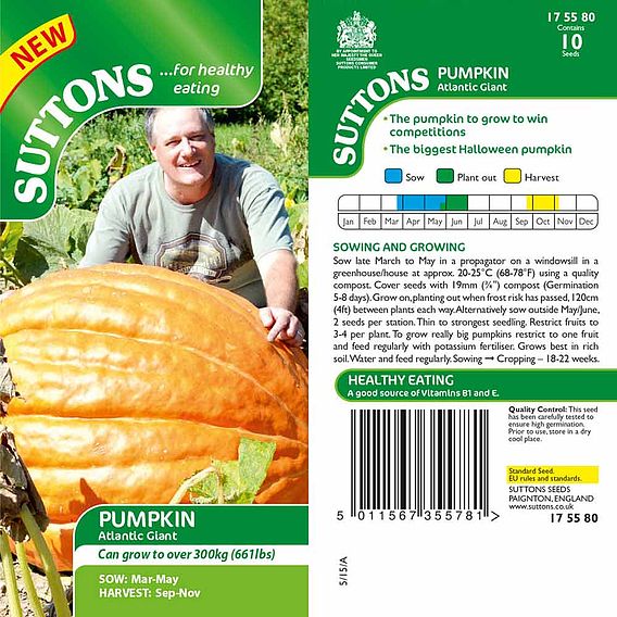 Pumpkin 'Atlantic Giant' - Seeds