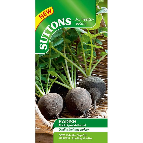 Radish 'Black Spanish Round' - Seeds