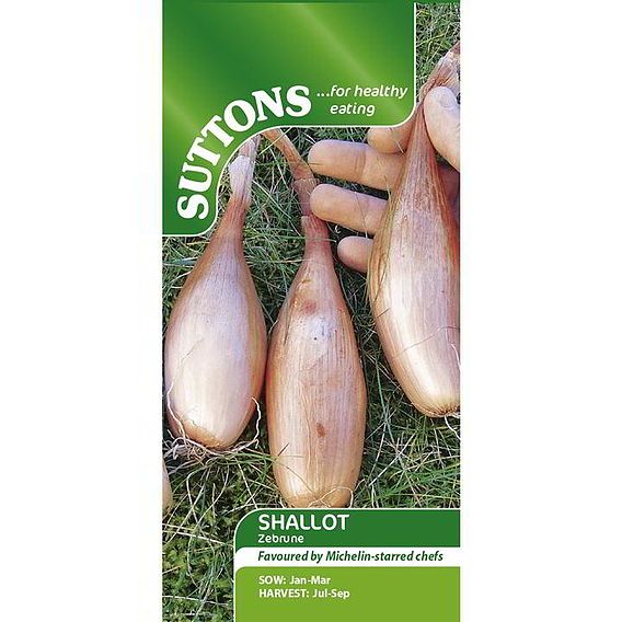 Shallot Banana 'Zebrune' - Seeds