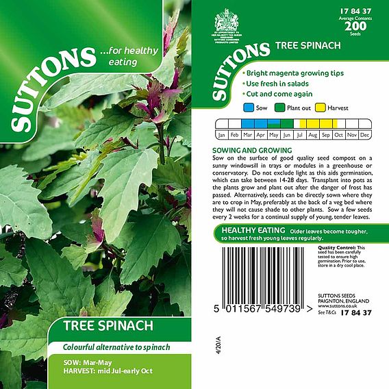Tree Spinach - Seeds