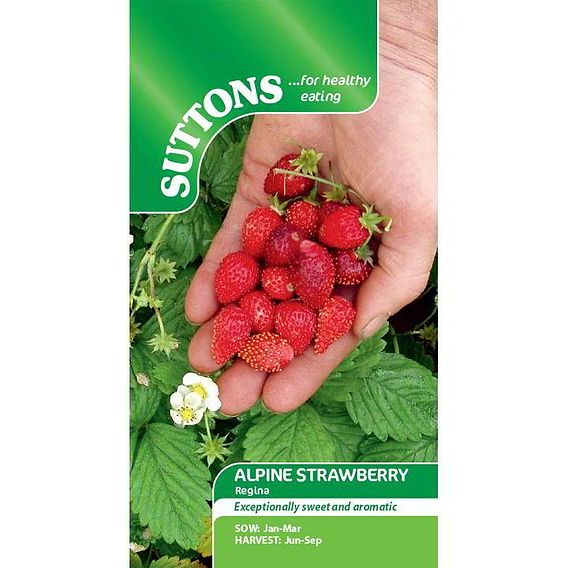 Strawberry 'Regina' - Seeds