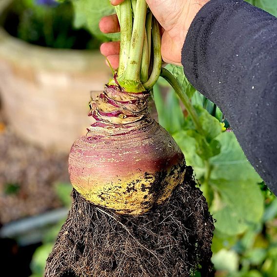 Swede 'Gowrie' - Seeds