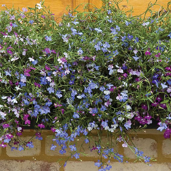 Lobelia 'Cascade Improved Mixed'