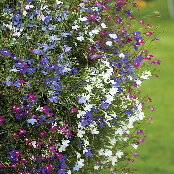 Lobelia 'Cascade Improved Mixed'