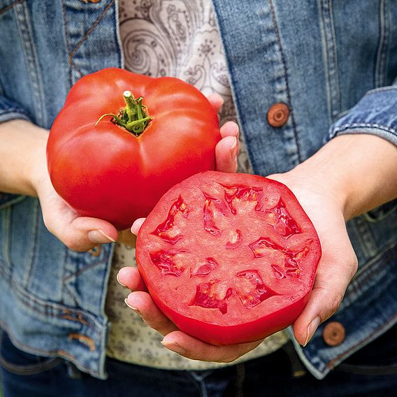 Tomato 'Burlesque F1 (Indeterminate)' - Seeds