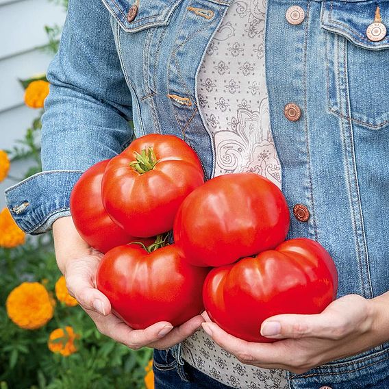 Tomato 'Burlesque F1 (Indeterminate)' - Seeds
