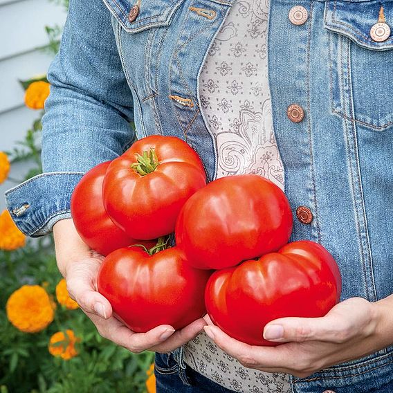 Tomato Seeds - Burlesque F1 (Indeterminate)