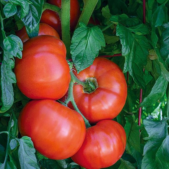 Tomato Seeds - Burlesque F1 (Indeterminate)