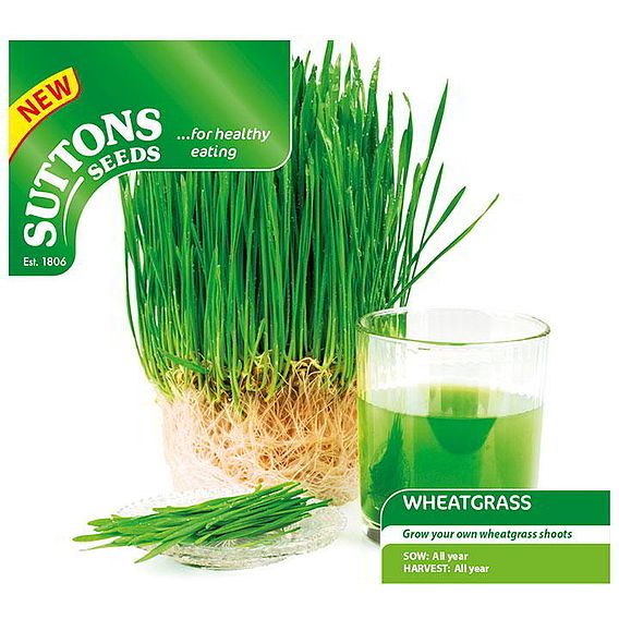 Wheatgrass Shoots Seeds