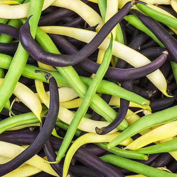 Dwarf French Bean 'Colour Mix' - Seeds