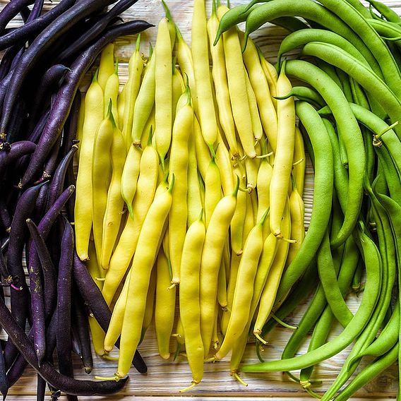 Dwarf French Bean Seeds - Colour Mix