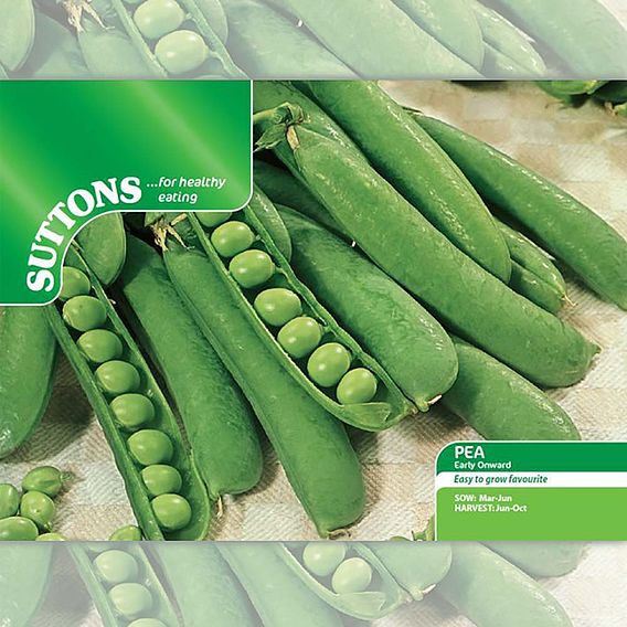 Pea 'Early Onward' - Seeds