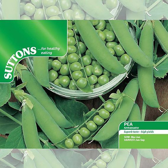 Pea 'Ambassador' - Seeds