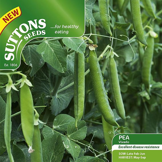 Pea 'Vivado' - Seeds