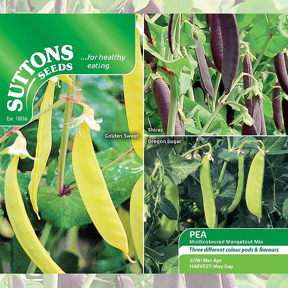 Pea Mangetout 'Multicoloured Mix' - Seeds