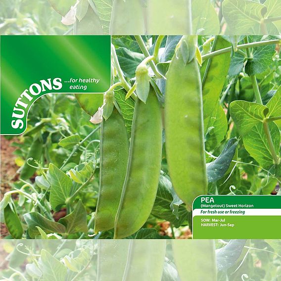 Pea Mangetout 'Sweet Horizon' - Seeds
