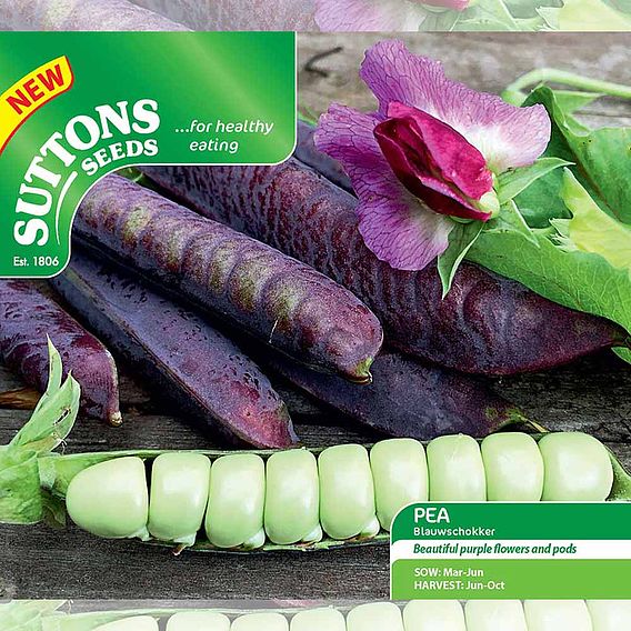 Pea 'Blauwschokker' - Seeds