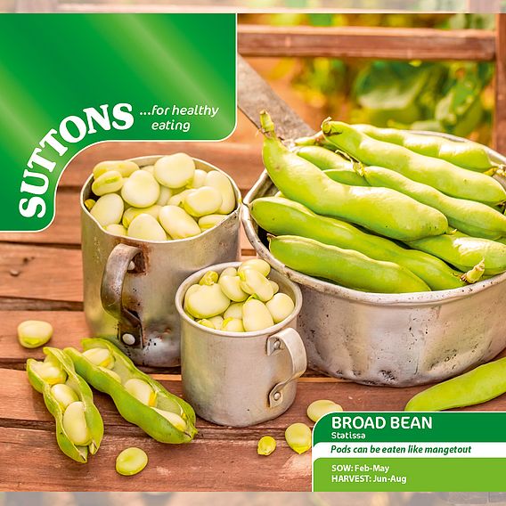 Broad Bean Statissa - Seeds