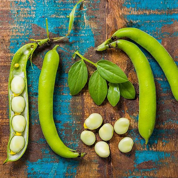 Broad Bean Statissa - Seeds