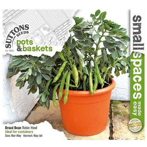 Broad Bean 'Robin Hood' - Seeds