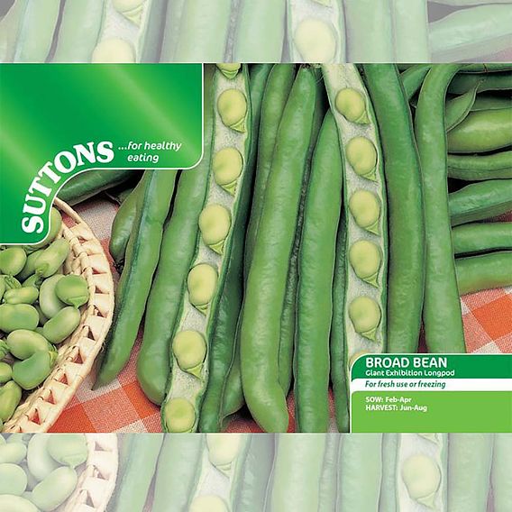 Broad Bean 'Giant Exhibition Longpod' - Seeds