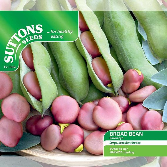 Broad Bean 'Karmazyn' - Seeds