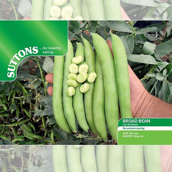 Broad Bean 'Luz de Otono' - Seeds